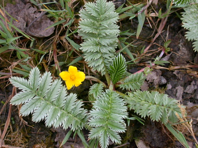 Potentilla ...cfr. reptans (Rosaceae)